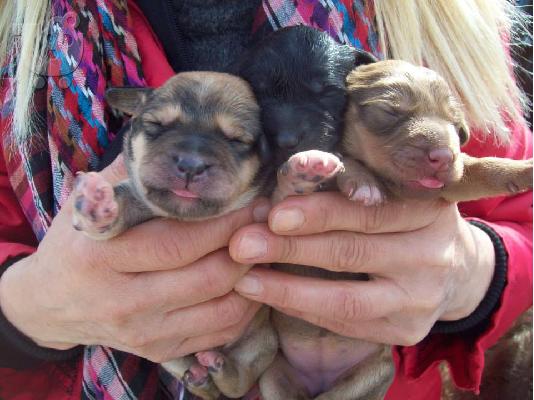 Νεογεννητα κουταβακια αναζητουν οικογενειες