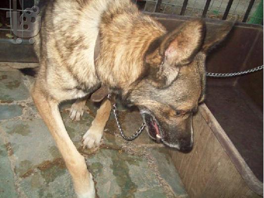 Λυκος χαριζεται