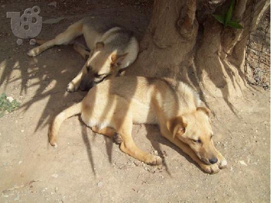 Ξανθο νεαρο σκυλακι χαριζεται