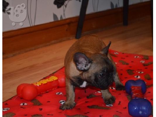 χαριτωμένο γαλλικό μπουλντόγκ