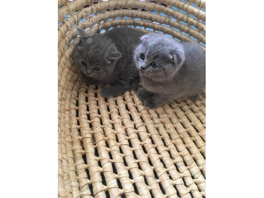 PoulaTo: Εκπληκτικό Scottish Fold Tica Kitten Ready