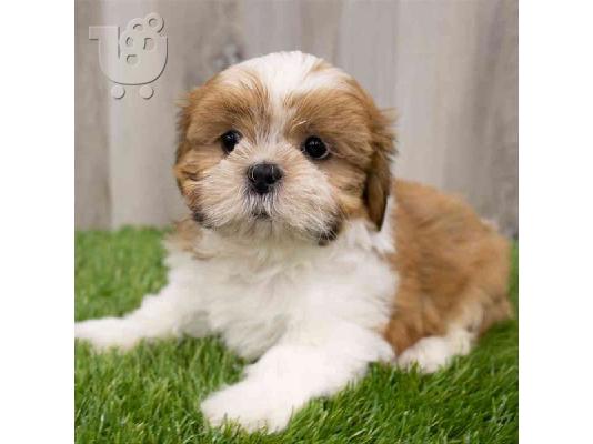 PoulaTo: Shih Tzu