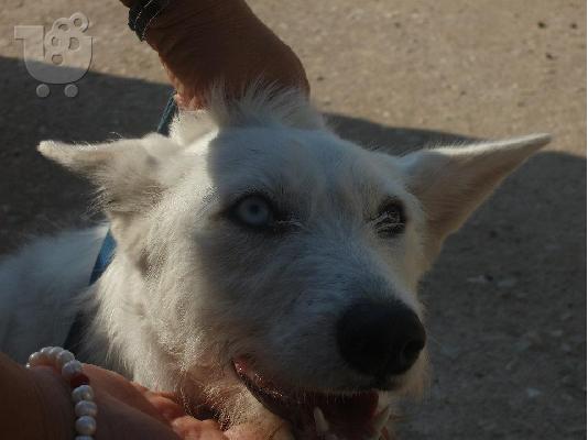 Η Σίμπα χαριζεται