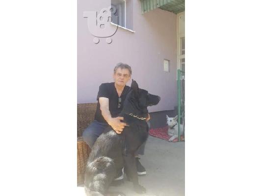 Μαύρος Γερμανικός Ποιμενικός κουτάβια