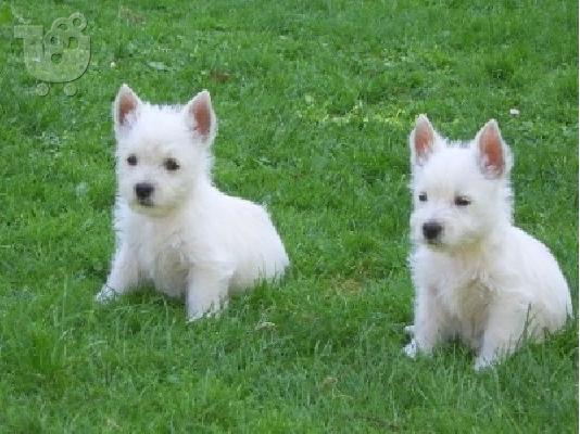 Δυτικό Highland White Terrier κουτάβι