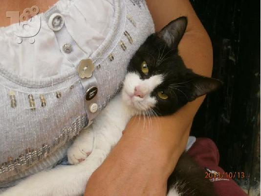 PoulaTo: Γατακι χαριζεται