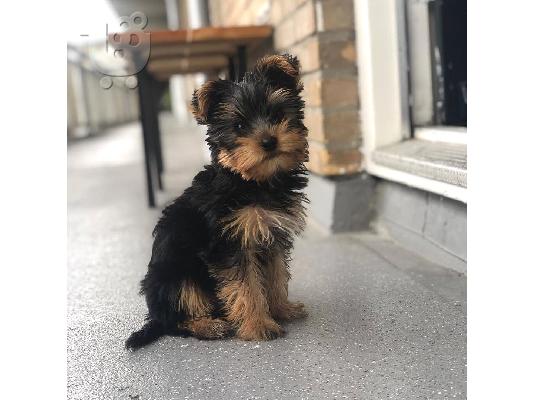 αγαπώντας το Yorkie terrier έτοιμο για υιοθέτηση.