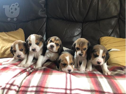 PoulaTo: Διαθέσιμα κουτάβια Beagle