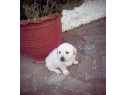 ΧΑΡΙΖΟΝΤΑΙ ΗΜΙΑΙΜΑ ΚΟΥΤΑΒΑΚΙΑ