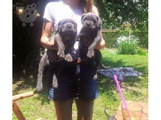 CANE CORSO