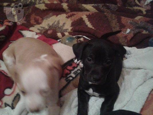 PoulaTo: πιτ μπουλ