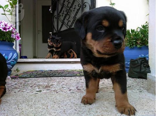 Rottweiler