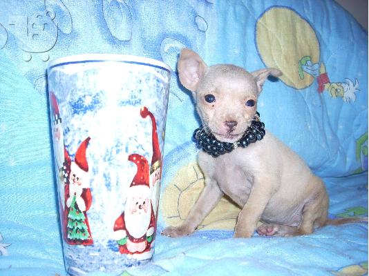 PoulaTo: τσιχουαουα τοy