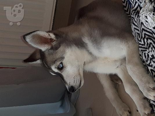 PoulaTo: Siberian Husky