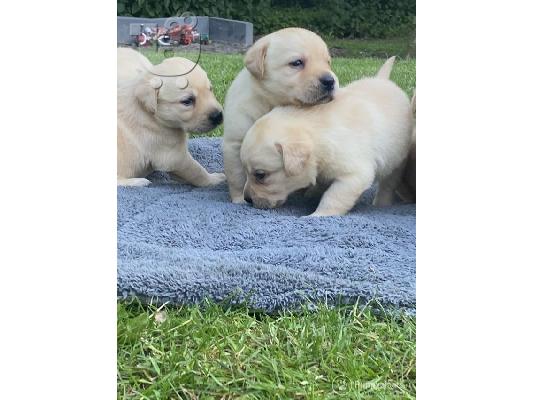 PoulaTo: Golden retriever για υιοθεσία