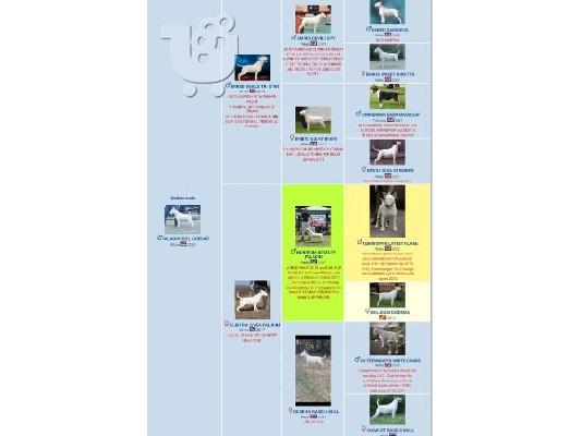 Bull Terrier κουτάβια