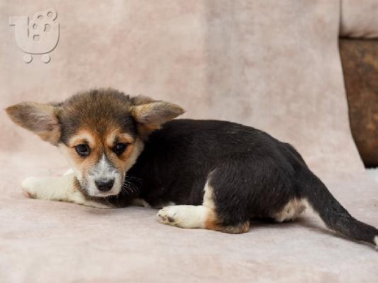 Welsh Corgi (Pembroke)