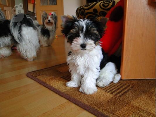 ΓιορκσάιρΤεριέ 12 εβδομάδων. 2 τελευταία. καθαρόαιμο...