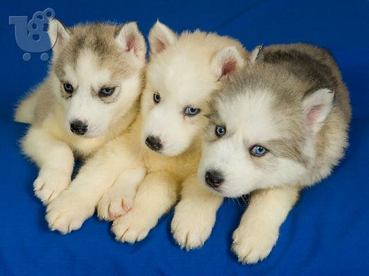 Siberian Husky....Χασκι Σιβηριανα καθαροαιμα κουταβια