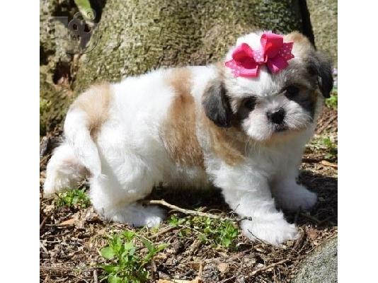 PoulaTo: Αξιολάτρευτο Shih Tzu Κουτάβια Για Την Πώληση