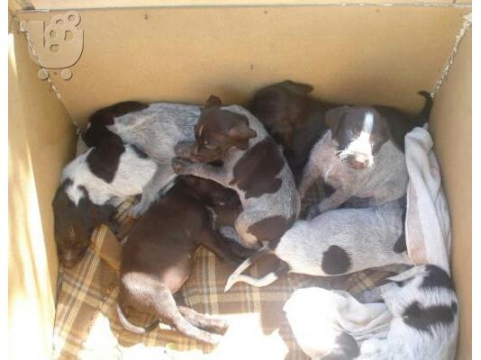 German wirehaired pointer drahthaar