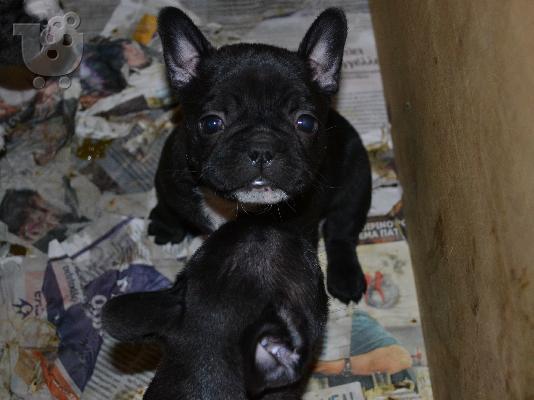 PoulaTo: Γαλλικά Μπουλντόγκ Καθαρόαιμα