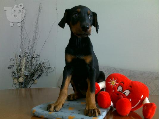 PoulaTo: Ντόμπερμαν - 380 euro