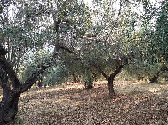 ΠΩΛΕΙΤΑΙ ΑΓΡΟΤΕΜΑΧΙΟ