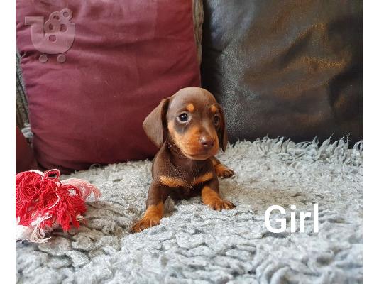 PoulaTo: Dachshund Θηλυκά και Αρσενικά