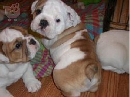 PoulaTo:  englishbull κουτάβια για € 300