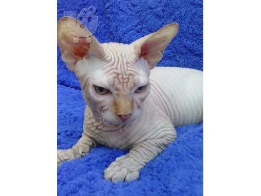 PoulaTo: Sphynx Cats προς πώληση