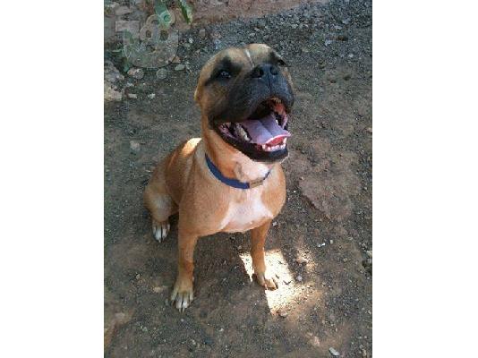 Μποξερ βρεθηκε στο Περαμα