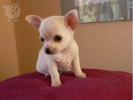 PoulaTo: Τσιουαουα τοϊ - Chihuahua toy