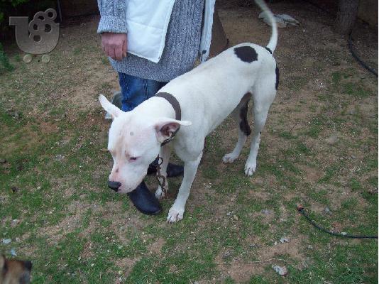 Dogo Argentino χαριζεται
