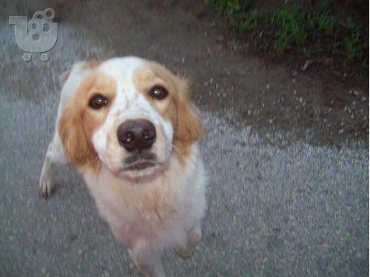 PoulaTo: Επανιελακι ημιαιμο ψαχνει σπιτακι