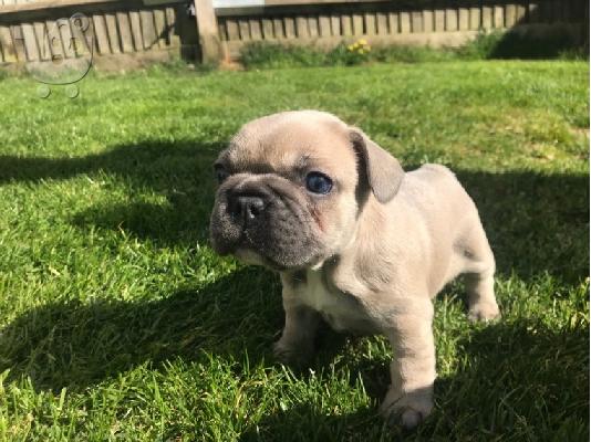 PoulaTo: Γαλλικά κουτάβια μπουλντόγκ 200 €