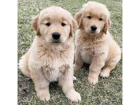 PoulaTo: Πωλούνται κουτάβια Golden Retriever