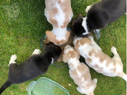 PoulaTo: Διαθέσιμα όμορφα κουτάβια Beagle