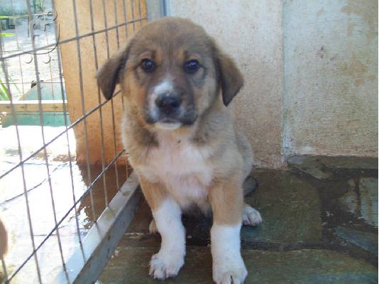 Μεγαλοσωμα κουταβακια χαριζονται