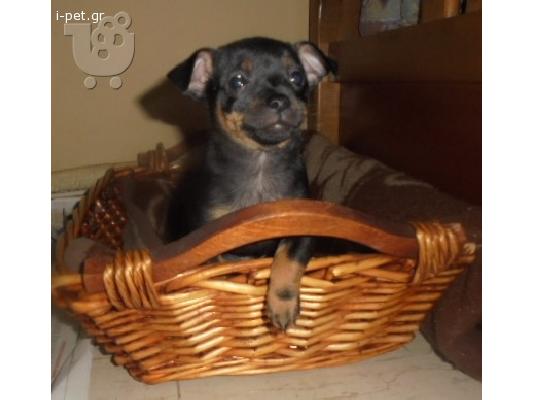 PoulaTo: ΜΙΝΙ ΠΙΝΣΕΡ ΚΑΘΑΡΟΑΙΜΑ