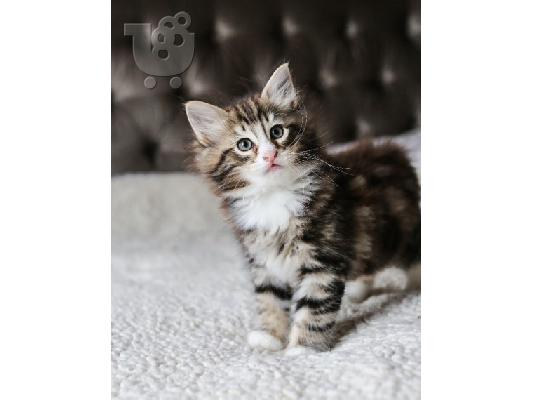 PoulaTo: Νορβηγικά δάση X Ragdoll Kittens