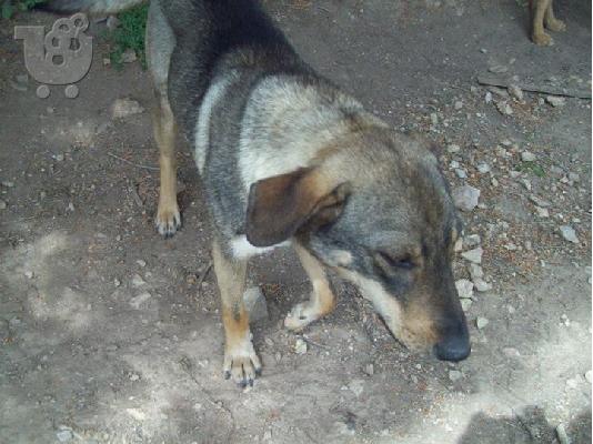 Ο Πετρος χαριζεται