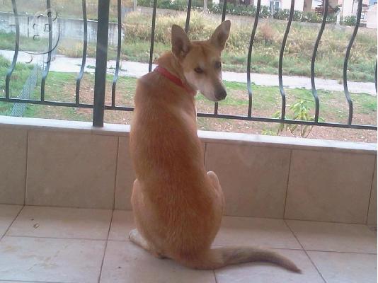 PoulaTo: Λυκοσκυλινα ημιαιμη χαριζεται