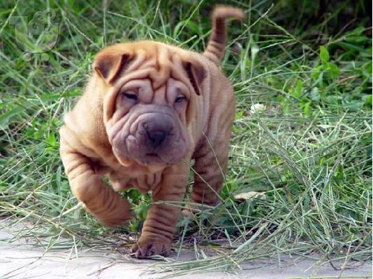 PoulaTo: Σαρ πει καθαροαιμο κουταβακι