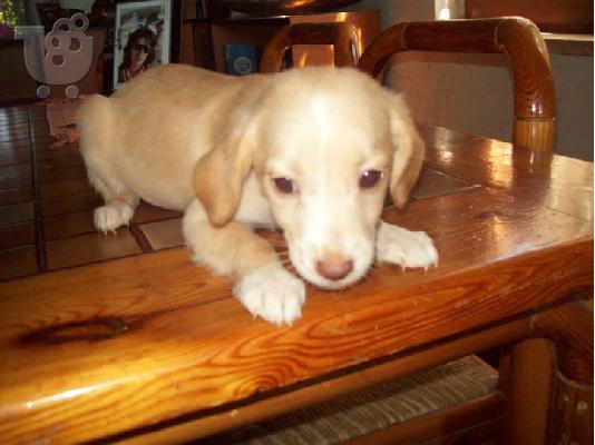 Κουταβακια χαριζονται