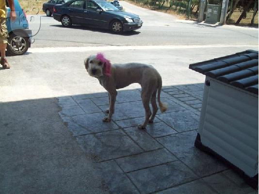 Η Σταρ χαριζεται