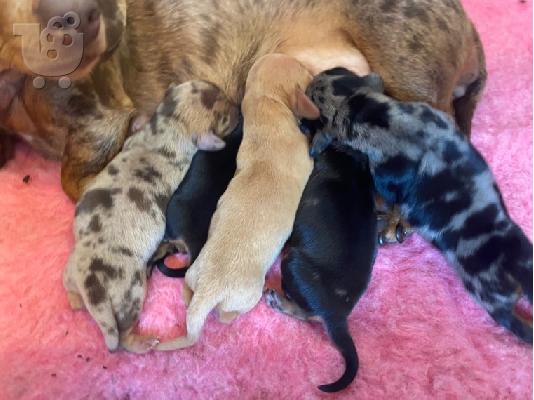 PoulaTo: Μινιατούρα Dachshunds