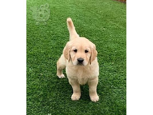 PoulaTo: Πωλείται κουτάβι Golden Retriever