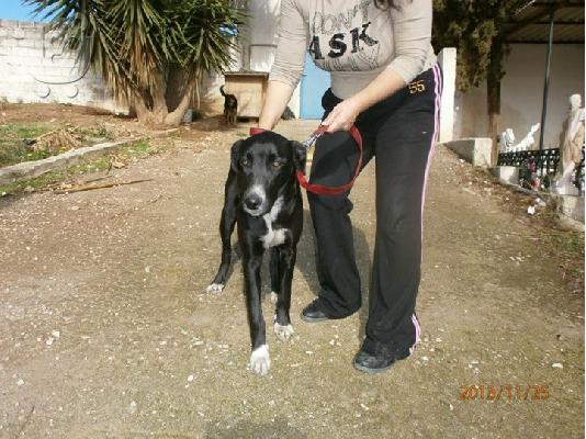 Σκυλιτσα χαριζεται