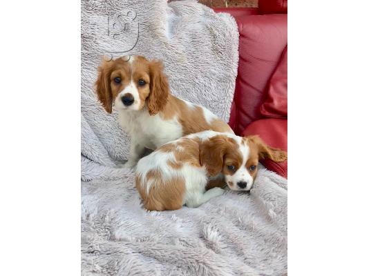 PoulaTo: Λατρευτά κουτάβια Cavalier King Charles Spaniel.